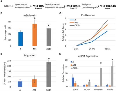 m6A regulates breast cancer proliferation and migration through stage-dependent changes in Epithelial to Mesenchymal Transition gene expression